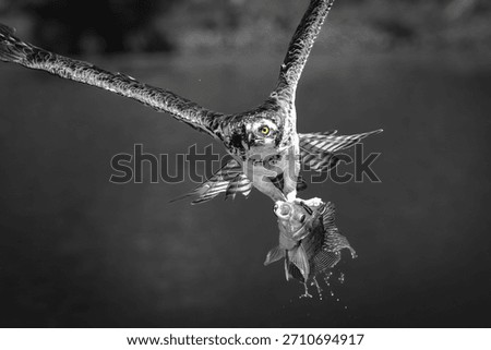Osprey soaring through the air while carrying a freshly caught fish in its talons black and white