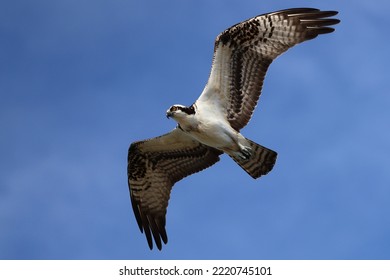 An Osprey Soars Over The Chesapeake Bay In His Search For Fish.