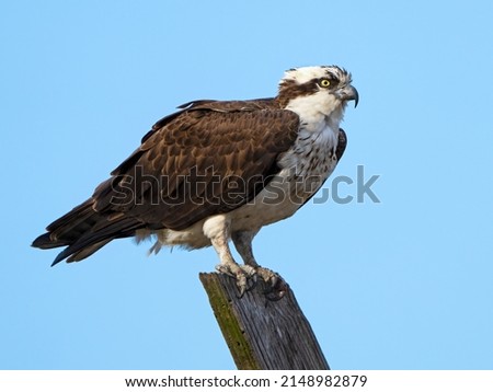 Osprey Standing on Wooden Post