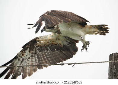 Osprey Takeoff At Bhigwan Bird Sanctuary, Maharashtra