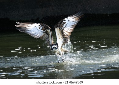 Osprey Trying To Catch Fish By Diving Into The Water