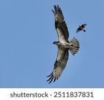 Osprey Under Attack , Warm Springs, Clark