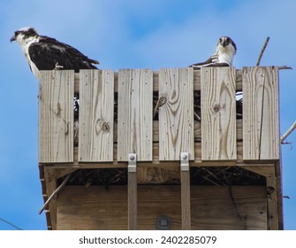 Osprey use nesting platforms as their population rebounds from DDT, much like the Bald Eagles.
