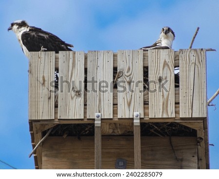 Osprey use nesting platforms as their population rebounds from DDT, much like the Bald Eagles.