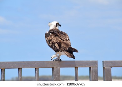 Osprey Watching Over Pumicestone Passage At Caloundra