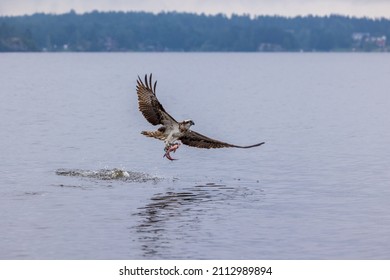 Osprey with wings fully spread and fish in his claws, lake Mälaren