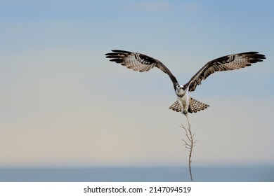 Osprey wings open wide with fiery yellow eyes . Pandion haliaetus carrying twig to build its nest. Landing sea hawk.