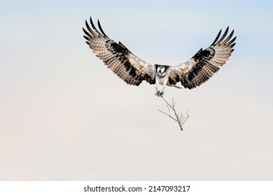 Osprey wings open wide. Pandion haliaetus carrying twig to build its nest. Landing sea hawk. Stick holding claws.
