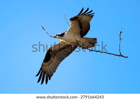 Ospreys devote themselves to arduous nest-building work