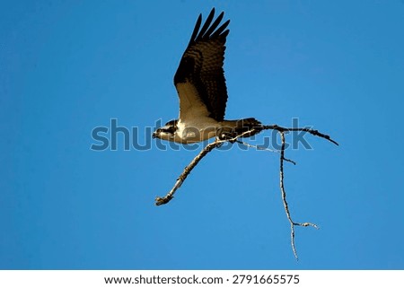 Ospreys devote themselves to arduous nest-building work