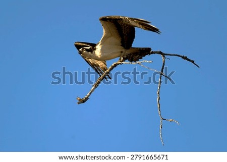 Ospreys devote themselves to arduous nest-building work