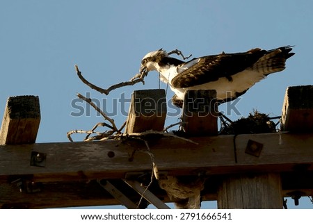 Ospreys devote themselves to arduous nest-building work