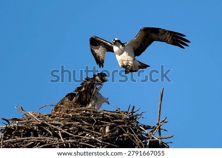 Ospreys devote themselves to arduous nest-building work
