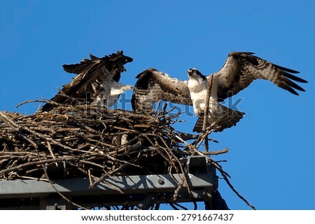 Ospreys devote themselves to arduous nest-building work