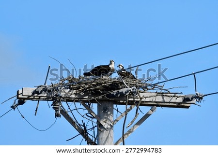 Ospreys fighting for mates and nesting