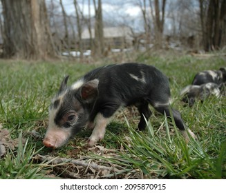 Ossabaw Island Piglet Heritage Breed