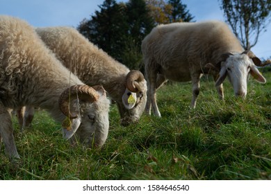 Ossau Valley Basco-Bearnaise Sheep Grazing