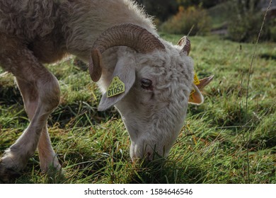 Ossau Valley Basco-Bearnaise Sheep Grazing