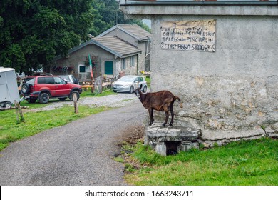 Ossuccio, Province Of Como, Italy-Aug 6, 2019
Alpine Goat Near Old Farmhousе In The Mountains Above Lake Como. Agritourism In Region Lombardy, Italy.