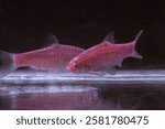 Osteochilus spilurus or cempedik fish is a cyprinid freshwater fish from Southeast Asia.  Its habitat is abundant in rivers and small water bodies in forests.