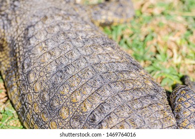 166 Osteoderms Images, Stock Photos & Vectors | Shutterstock