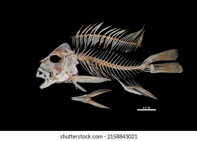 Osteology Lutjanus malabaricus which lives in Indonesian waters is caught with fishing rods at night