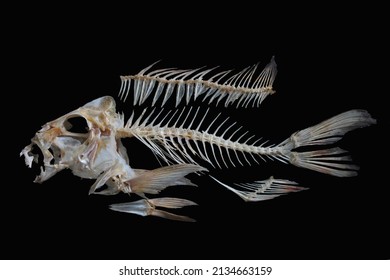 The osteology of red snapper (Lutjanus gibbus) that lives in Pulo Aceh is collected at the Banda Aceh Fish Market at 9 am.