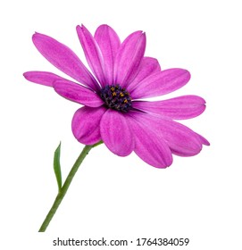 Osteospermum or african daisy withe purple petals isolated on the white