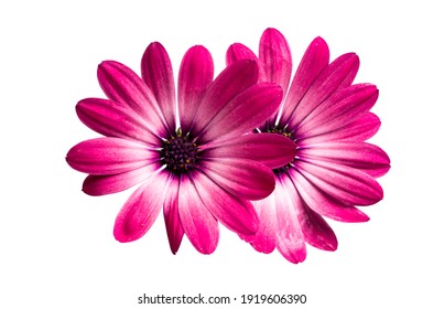 Osteospermum Daisy or Cape Daisy Flower Isolated over White Background. Close-up macro  - Powered by Shutterstock