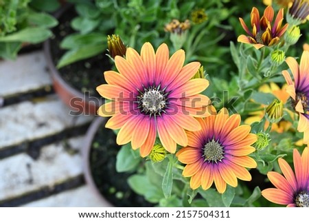 Osteospermum ecklonis. Super-cluster of rows of African daisies of all hues and colors . Orange amazing summer blooms make for spectacular viewing, amongst the worlds greatest daisies collections. 