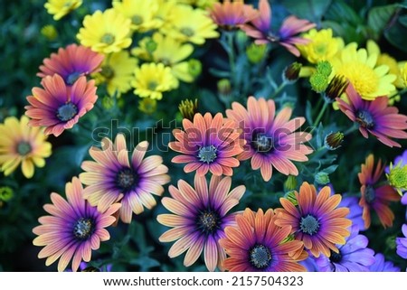 Osteospermum ecklonis. Super-cluster of rows of African daisies of all hues and colors . These amazing summer blooms make for spectacular viewing, amongst the worlds greatest daisies collections. 