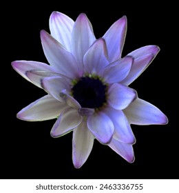 Flor Osteospermum fruticosum aislada