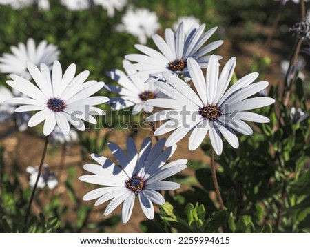 Osteospermum fruticosum, white flowers with dark purple center, close up. Barberiae Cape daisy bush or African moon is semi succulent flowering plant of  the Asteraceae family.