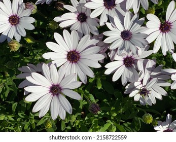 Osteospermum White Flower Purple Center Image Stock Photo 2158722559 ...