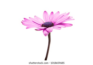 Osteosperumum Flower Daisy Isolated on White Background. Macro Closeup