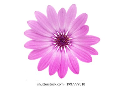 花的圖片 庫存照片和向量圖 Shutterstock