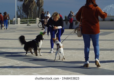 Ostia, Rome, Italy - 02 May 2021, Two Dogs Bickering On The Ostia Roundabout.