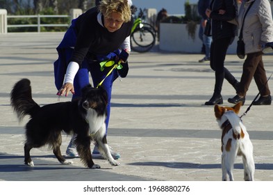 Ostia, Rome, Italy - 02 May 2021, Two Dogs Bickering On The Ostia Roundabout.