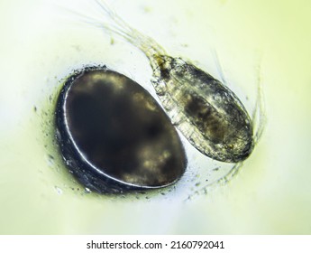 Ostracod and Copepod Cyclops is small crustacean found in freshwater pond. Zooplankton, micro crustacean under the light microscope. Magnification of 100 times, microscope objective 10