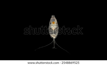 Ostracoda Halocyprida under the microscope, phylum Arthropoda, subclass Myodocopa, are planktonic organisms. Atlantic Ocean