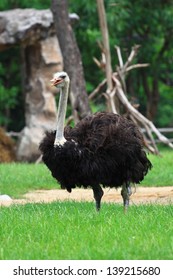 Ostrich