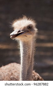 Ostrich