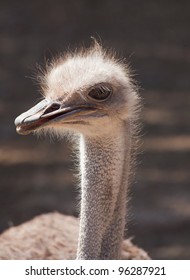 Ostrich