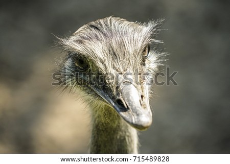 Similar – In the sights of the emus