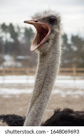 ostrich, an adult male ostrich swallows food in the throat, portrait of a young african ostrich