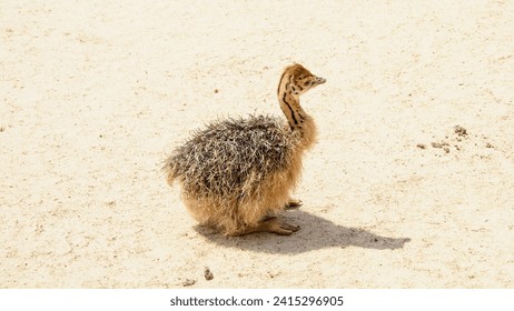 Ostrich, African ostrich, desert king, big birds, farm, hacienda, feathers, travel, vacation, village, ostrich eggs, wild birds, flock of birds, bird world, vacation, tourism - Powered by Shutterstock