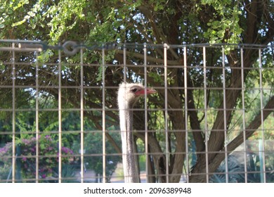 An Ostrich At Al Ain Zoo, UAE