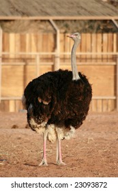 Ostrich In Al Ain Zoo, UAE