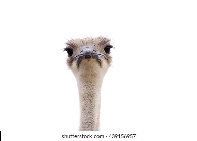 Ostrich Bird Face