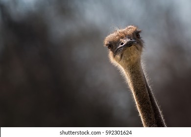 ostrich bird head and neck front portrait in the park, ostrich bird head and neck front portrait in the park, closeup of ostrich face and neck